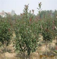 各种灌木 红花石楠园林植被 欢迎订购