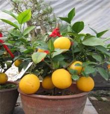 新西兰柠檬可以吃的柠檬果树北京批发价格低