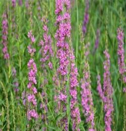 千屈菜(水生花卉\荷花\菖蒲\黃菖蒲\千屈菜價(jià)格批發(fā) )