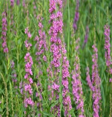 千屈菜(水生花卉\荷花\菖蒲\黄菖蒲\千屈菜价格批发 )