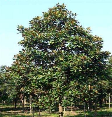 供应绿化乔木、米径15公分广玉兰