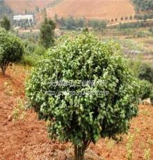 供应精品茶花球 H80cm P80cm 山茶花 优质绿化灌木