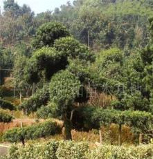供应绿化乔木造型罗汉松，树形优美，苗圃移栽，极易成活。