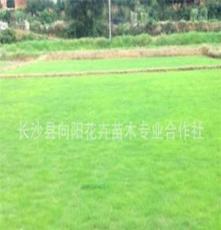 草坪(草皮)-大量供应马尼拉草皮 台湾青草皮 等优质绿化草皮