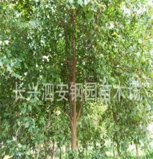 常年供应移栽全冠落叶绿化苗木乔木--8-13公分三角枫