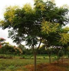 长年供应绿化灌木 树苗 各种栾树 （图）