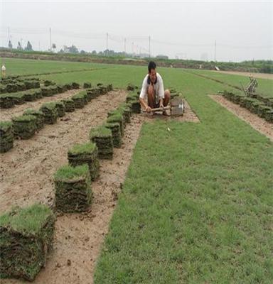 广东最大绿化草皮供应基地-懿鸿台湾草、马尼拉草