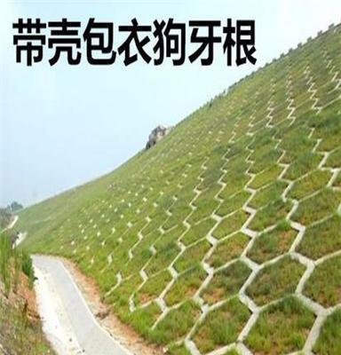 东莞绿野生态专业批发混合草种