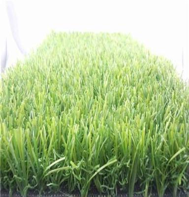 东莞绿野生态专业销售绿化草种，绿化方案，耐热草种，护坡草种