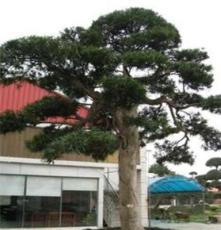 綠林園藝 特價供應風景樹 喬木植物羅漢松 株高2-8米