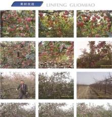 丰县临风 果树苗木生产 果树改造特色果树苗木直接批发