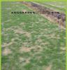 广州有大量优质低价便宜泥培草皮暖季型细叶结缕常绿马尼拉草供应