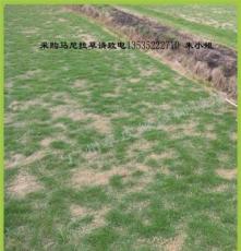 广州有大量优质低价便宜泥培草皮暖季型细叶结缕常绿马尼拉草供应