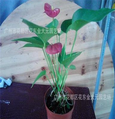 红掌花 四季开花 水培花卉植物套装 办公室内盆栽观花植物