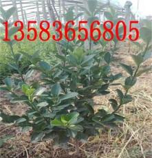 北京专业绿化苗木--山东大叶黄杨绿篱批发--低价格出售各种灌木