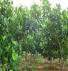 海南热带果树—菠萝蜜、(木菠萝）马来西亚1号苗木