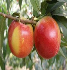 桃新品种 果树苗 新品种 早熟、中熟、晚熟系列 大量供应