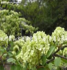 供應灌木木繡球、綠化苗木、木球莢迷、繡球花 莢迷