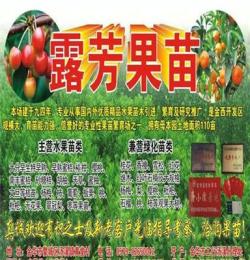 大紅桃果樹苗 大白桃果苗 果樹新品種苗木