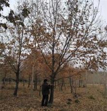 东北优质蒙古栎 丛生蒙古栎价格 树形优美 常年批发