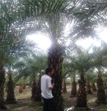 中东海枣 银海枣 杆高（1~4）m 袋苗 园林绿化
