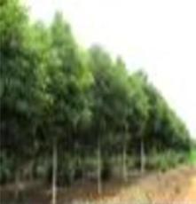 乔木 大量供应9-10公分树形饱满的香樟树