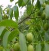 优质良种 薄壳成活率高的果实味道好的1-8年果树 核桃苗