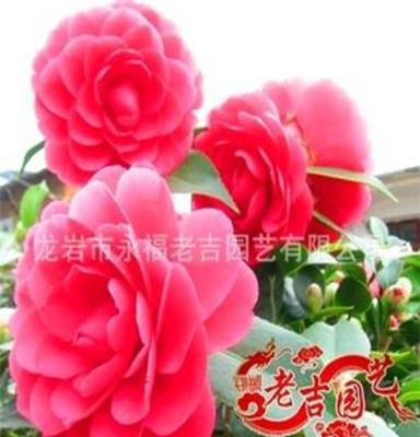 批发 小苗 赤丹茶花 庭院高档花卉 红花 特价