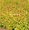 金焰绣线菊—蒙草抗旱绿化—灌木类—花坛、花境、草坪、池畔