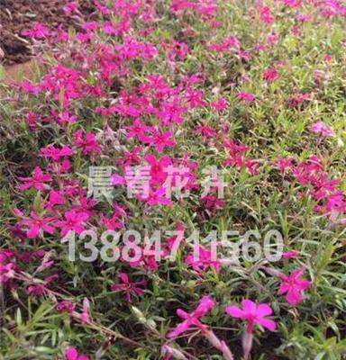 芝樱花批发价格 青州芝樱种植基地