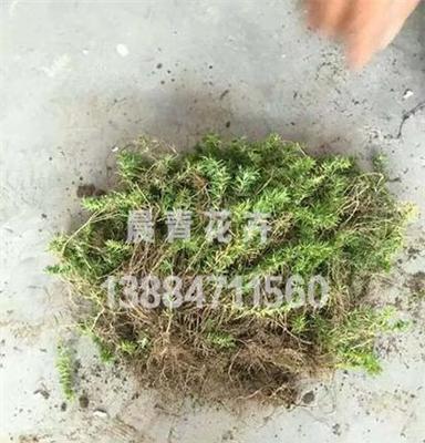 芝樱小苗批发 晨青花卉