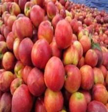利民果树苗木场早熟高产新品种—超红油桃