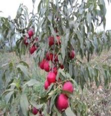 利民果树早熟高产超红桃苗，品质较好