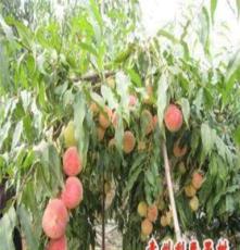青州利民果树晚熟高产映霜红桃苗，极晚熟春节上市，品质较好