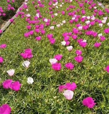 草花基地,山东草花公司,四季草花厂家