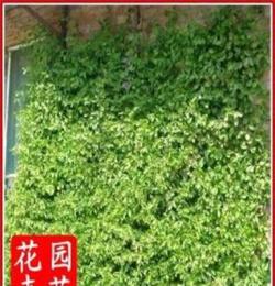 攀援花卉*扶芳藤* 盆栽花卉 抗霜凍 爬藤速度快達5米