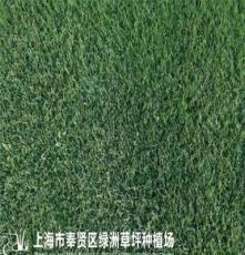 上海匍匐草坪 匍匐草皮价格 绿洲草坪种植场基地直达 无中间环节