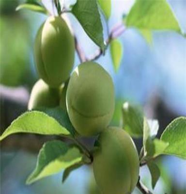 供应英迪华水果果树，高成活率