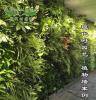 植物墙,墙面绿化,垂直绿化,植物墙花盆