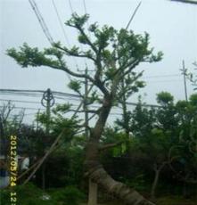 优质移栽精品造型朴树 大乔木