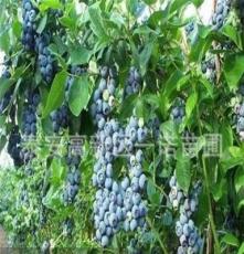 供应优质i蓝莓苗 成活率高 有广阔开发前景的一诺果树 实地考察