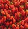 本园艺场大量出售草莓苗　品种纯正　成活率高