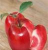 大量供应0.8公分以上的苹果树苗，易成活优质苹果苗