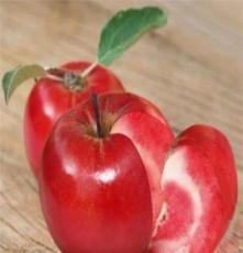 大量供应0.8公分以上的苹果树苗，易成活优质苹果苗