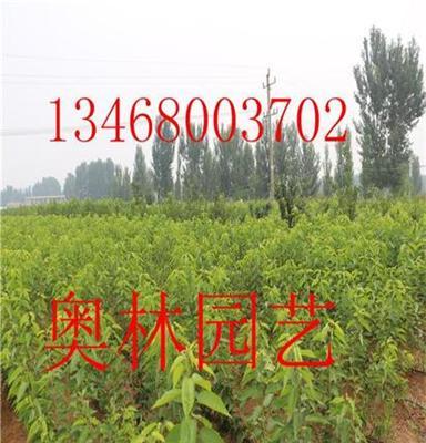 俄罗斯8号樱桃树批发樱桃树苗价格 成熟期早产量高适应南北种植