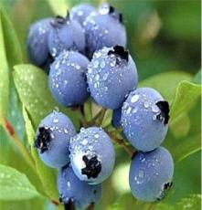 供应蓝鸟蓝莓苗 品种纯正 货源充足 欢迎客户前来订购