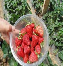 山东章姬草莓苗批发价格四叶一芯 根系发达 成活率高 泰安果树苗