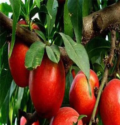果树苗木供应 油桃品种 价格 来泰安瑞康苗木品种保证
