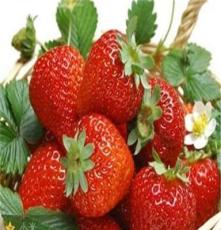 园艺主营果树苗 占地大规格果树苗 山东草莓苗 草莓苗出售
