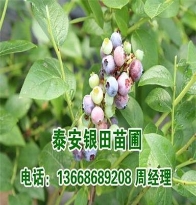 出售蓝莓树苗 盆栽优质蓝莓苗 南方果树苗 带营养钵发货 确保成活